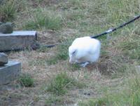 Albums/20060200-New Zealand 2006/20060314-Dunedin/44